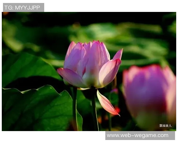 888真人绿色平台-探索888真人绿色平台，游戏的未来与绿色娱乐的新境界-888真人绿色平台